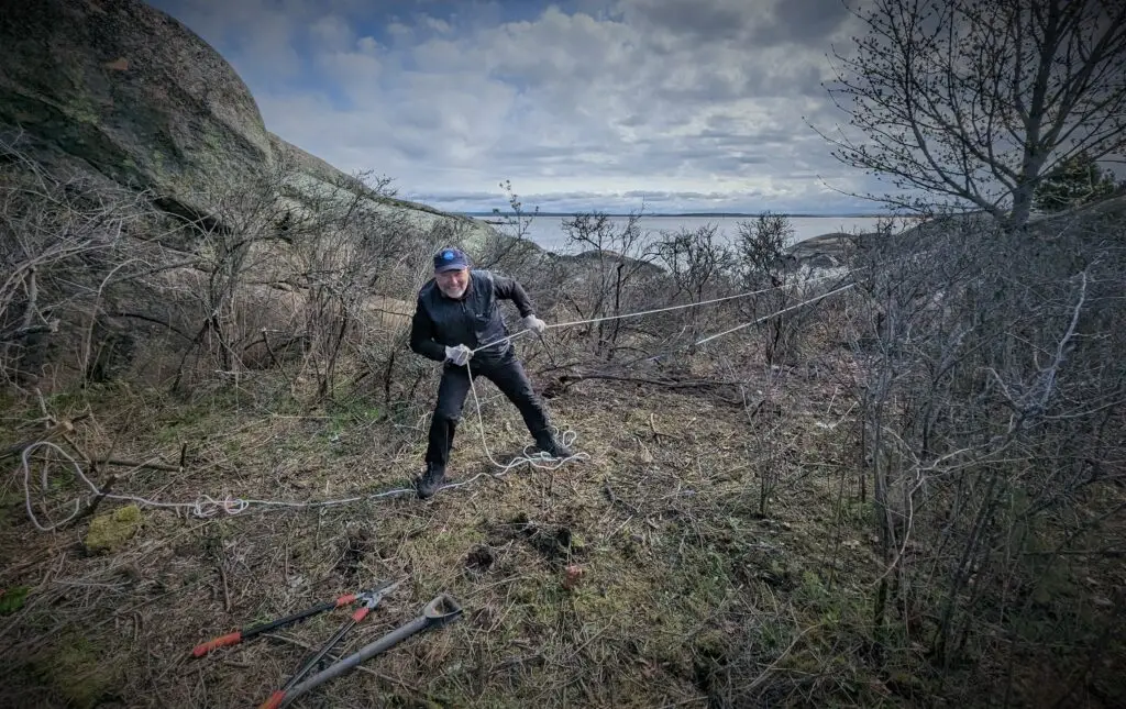 Mann som rydder kratt på Risholmen